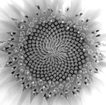 sunflower sacred geometry